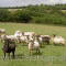Article - Photo Gallery - Boreray flock